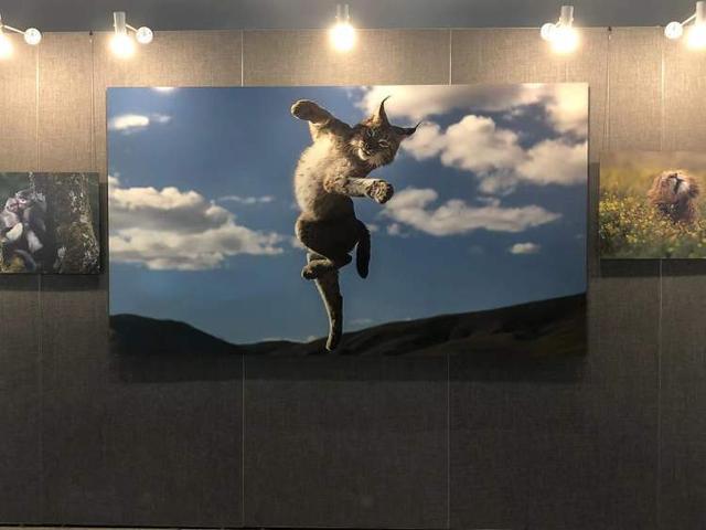废弃材料变身不锈钢纤维画透明塑料成“彩虹树”……这个生态环保艺术节展现变废为宝的神奇开云 开云体育平台(图2)
